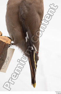 Bohemian waxwing Bombycilla garrulus tail wing 0004.jpg